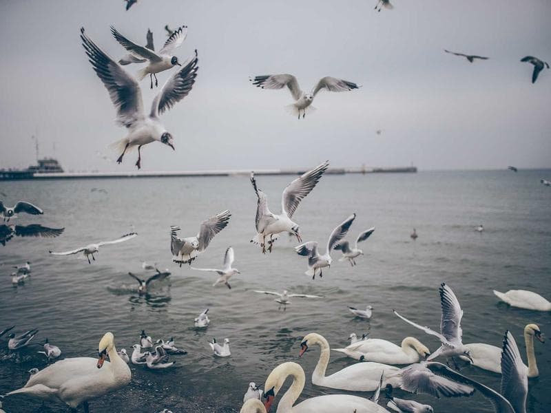 2K PUR Barevny lak RAL 9010