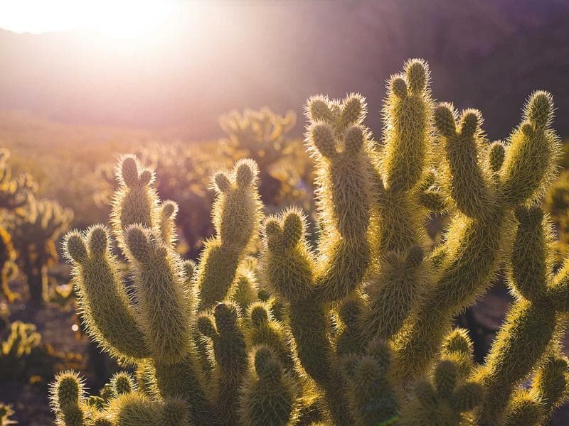 Odmastovac Surface Prep 2L