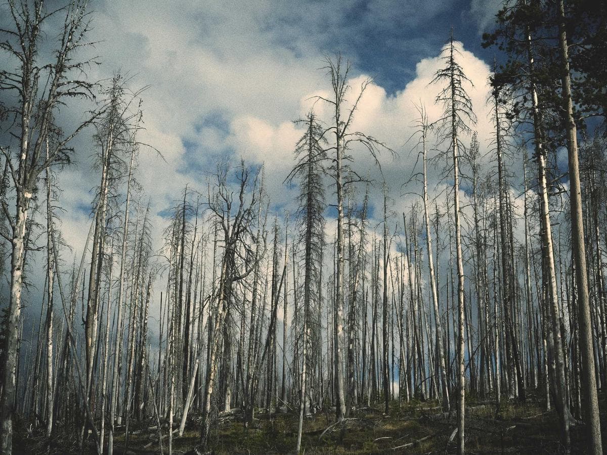 Tryska Airless 515 Universal hlavni obrazek