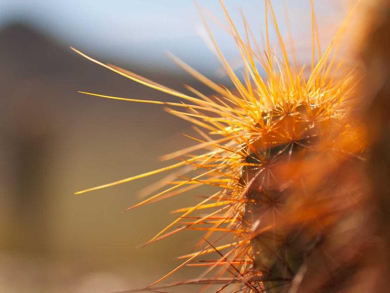 2K PUR transparent Gorgeous 096