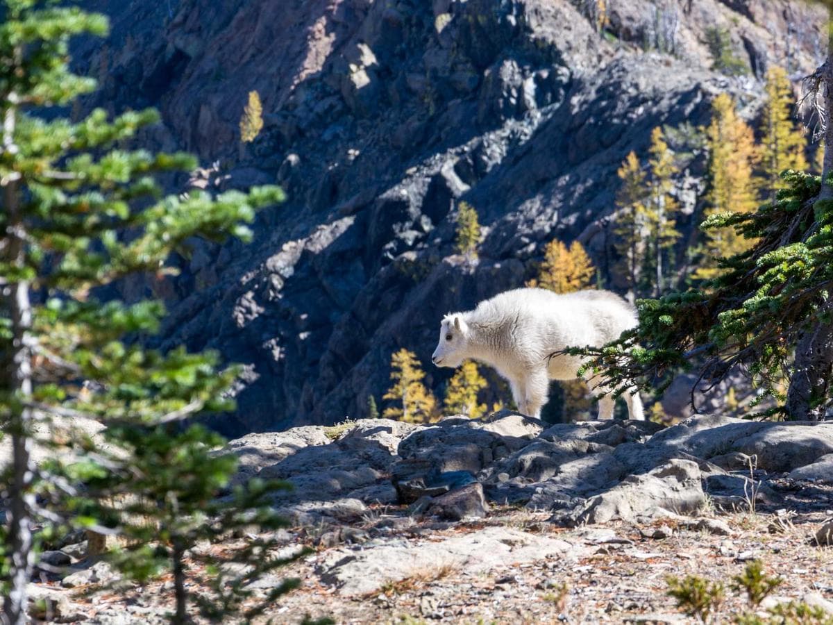 Ochrana sluchu Sleek 116 detail