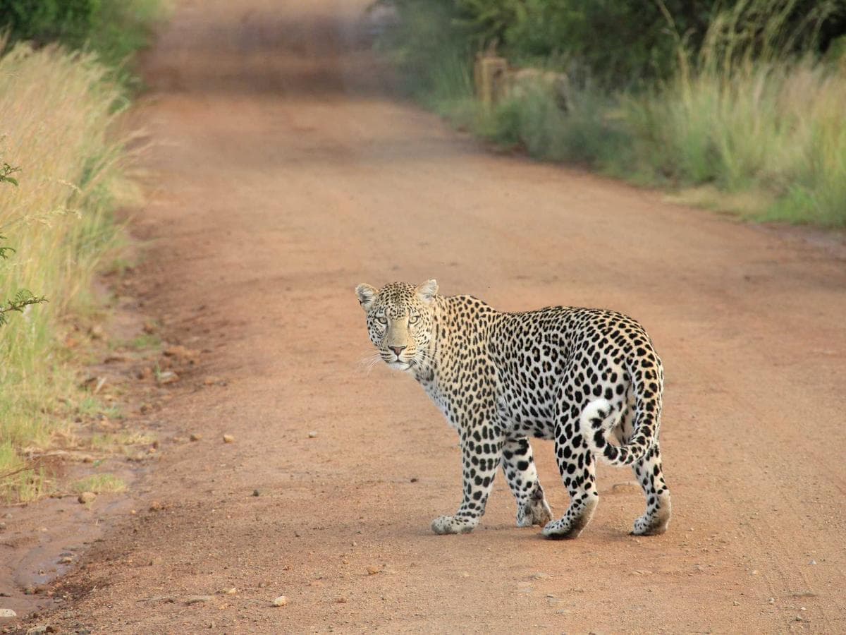 Ochrana sluchu Intelligent 146 detail