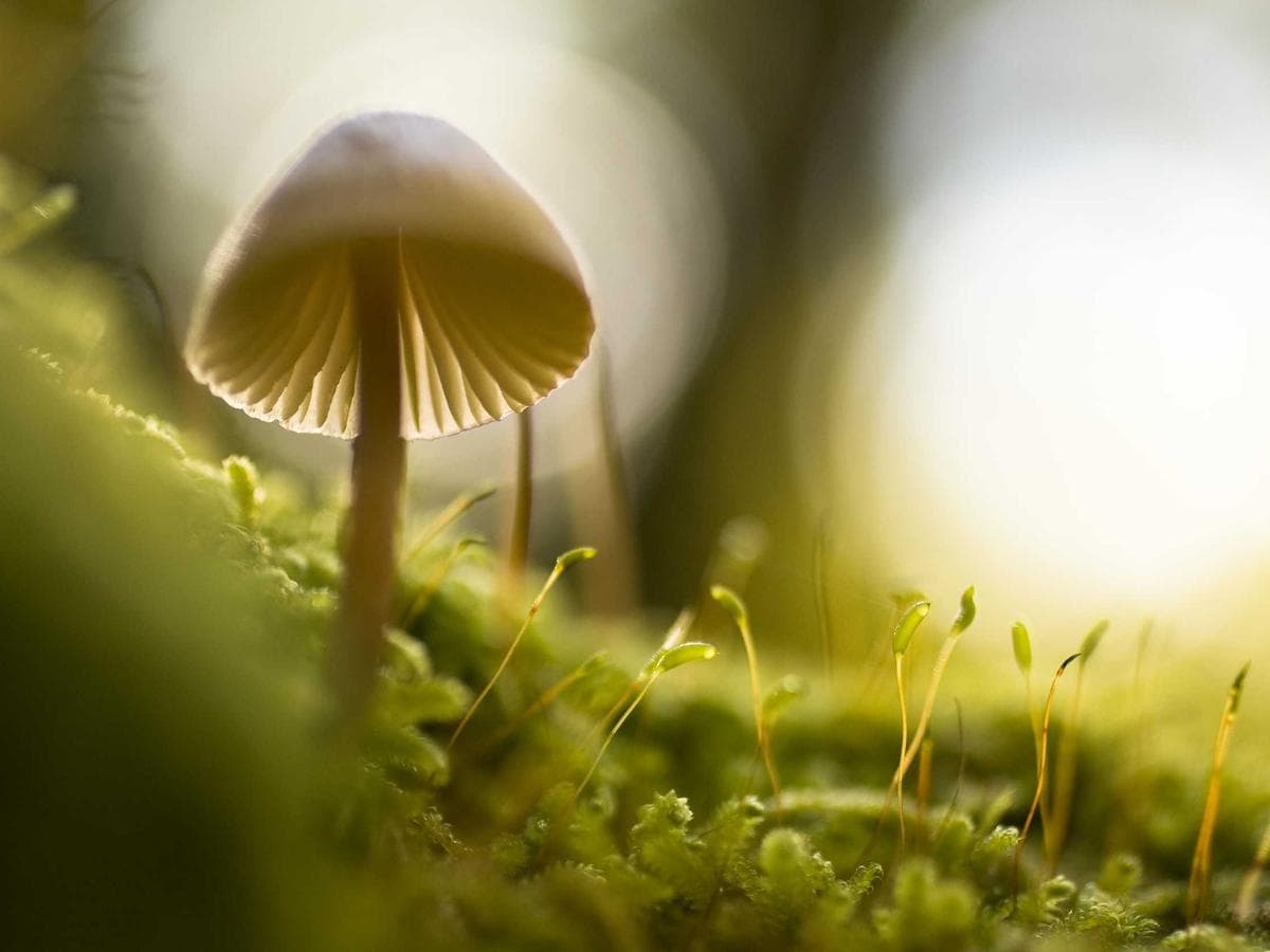 Tmely 2K polyester Fantastic 154 detail