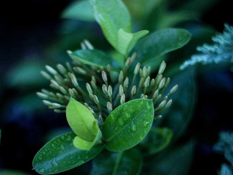 Ochrana sluchu Practical 176