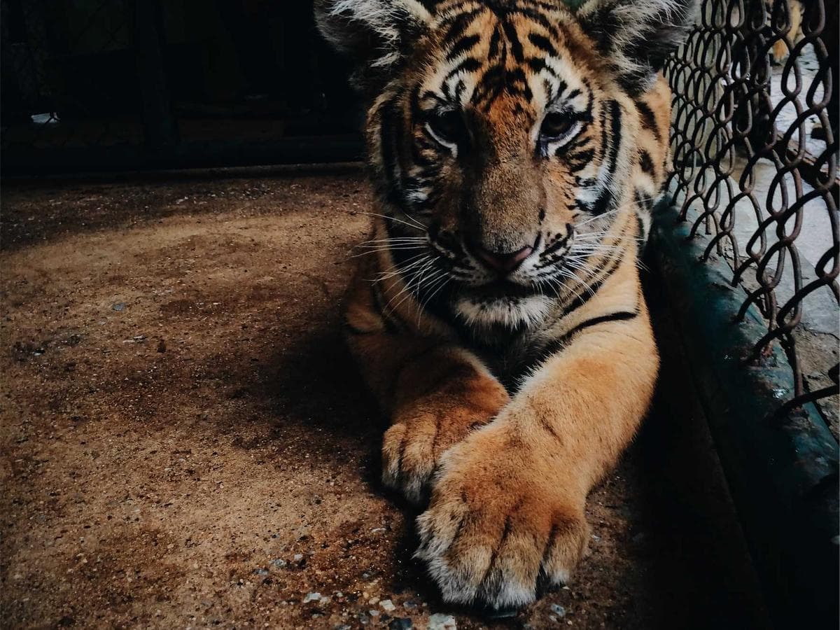 Tmely 1K Incredible 183 hlavni obrazek