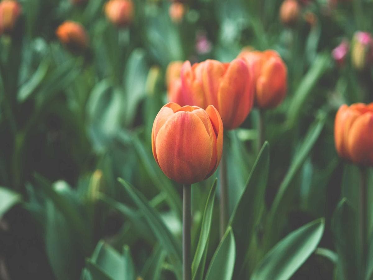 2K PUR transparent Handcrafted 186 hlavni obrazek