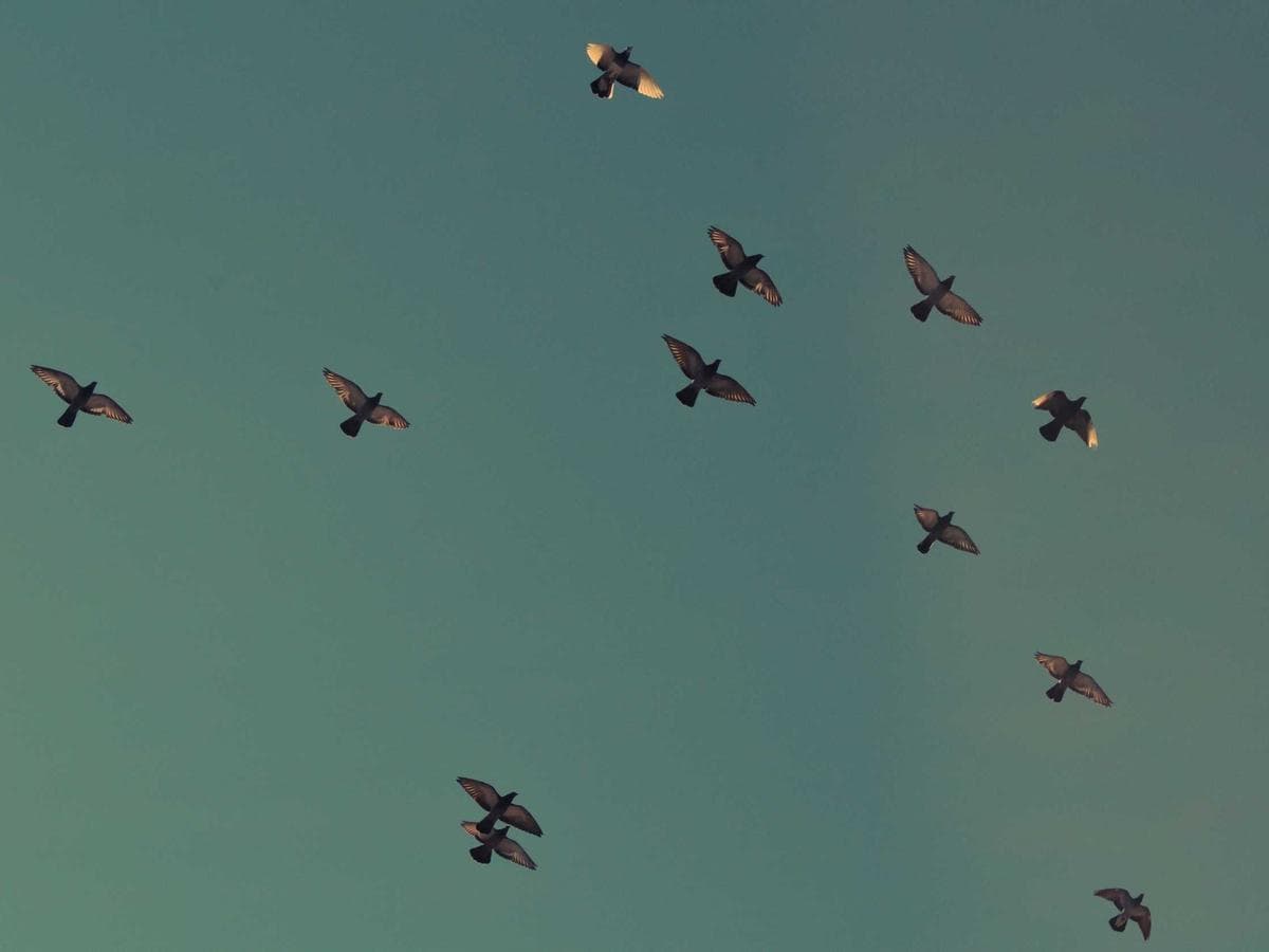 Airmix Licensed 223 hlavni obrazek