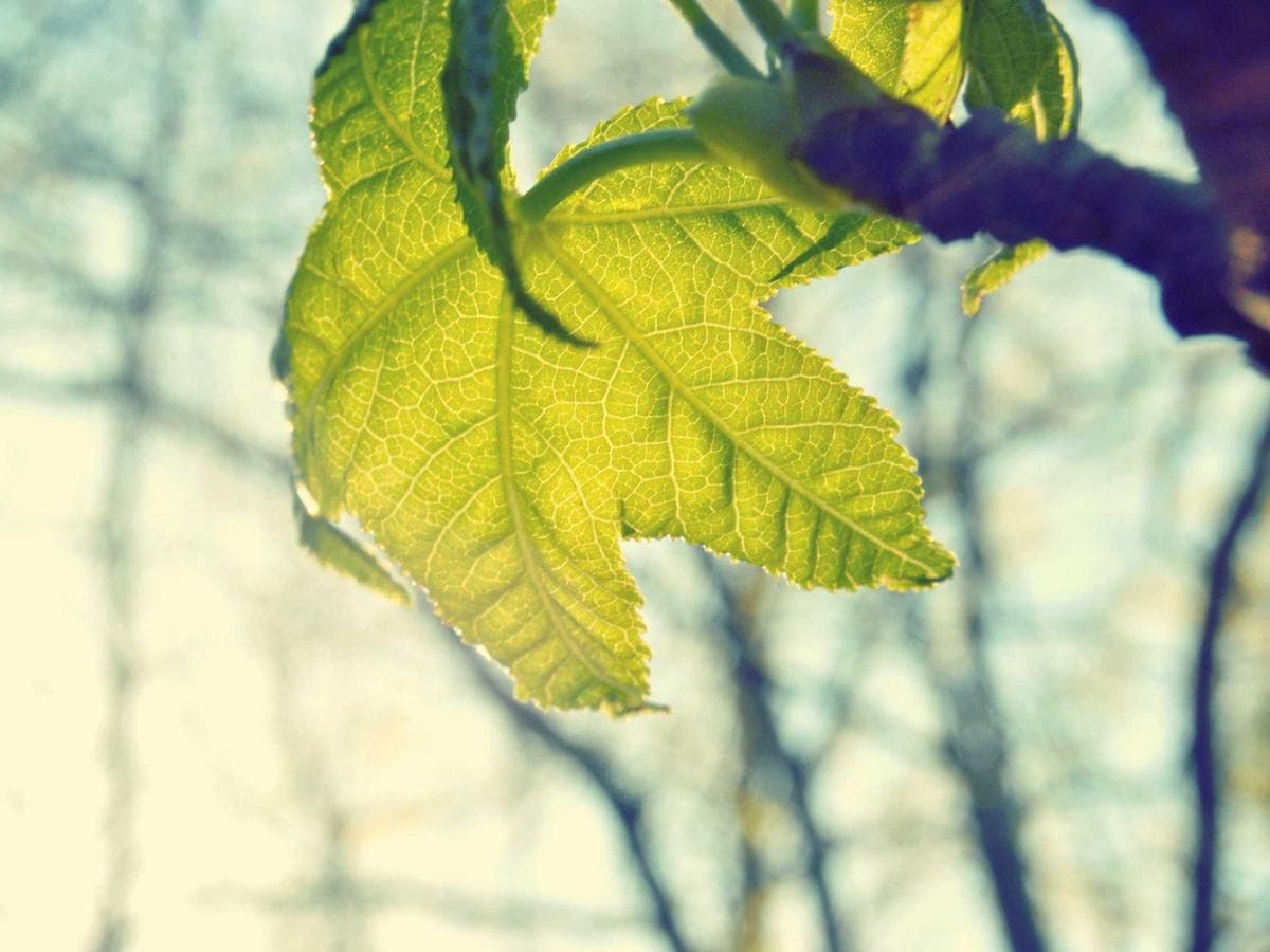 Rucni michadla Intelligent 225 detail