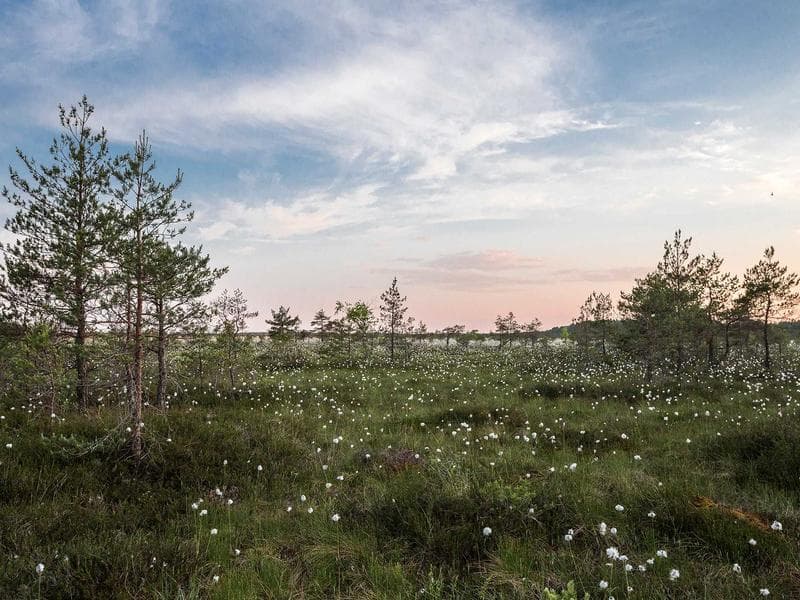 Brusne papiry Fresh 229